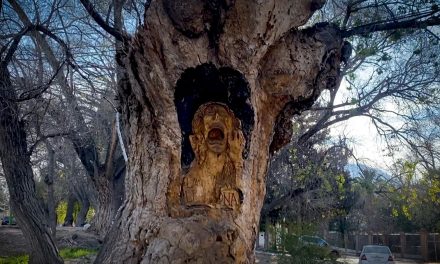 ‘La llorona’ está en Arteaga; un árbol tallado en el Pueblo Mágico