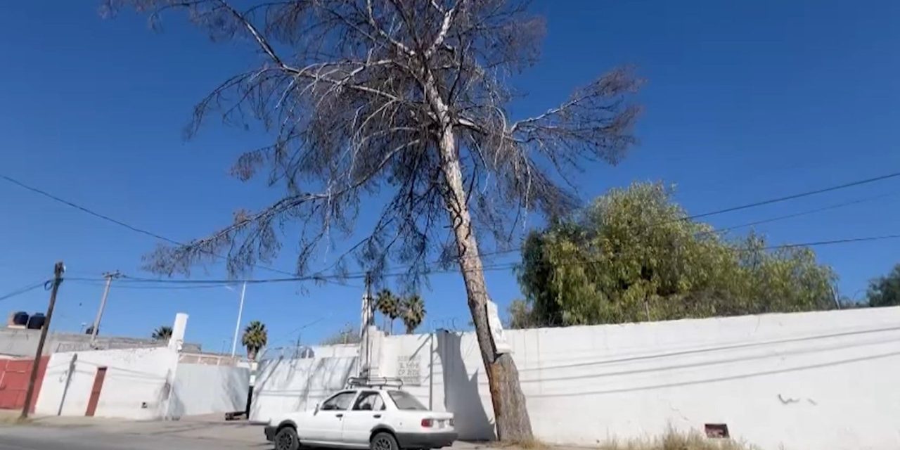 Viejo árbol representa un peligro  en la colonia ‘Rancho de Peña’ en Saltillo