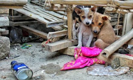 Aplicarán sanciones a dueños irresponsables de mascotas en Acuña