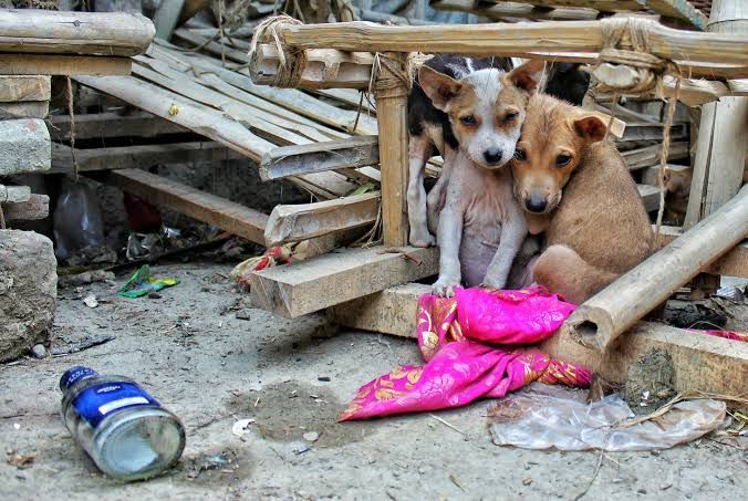 Aplicarán sanciones a dueños irresponsables de mascotas en Acuña