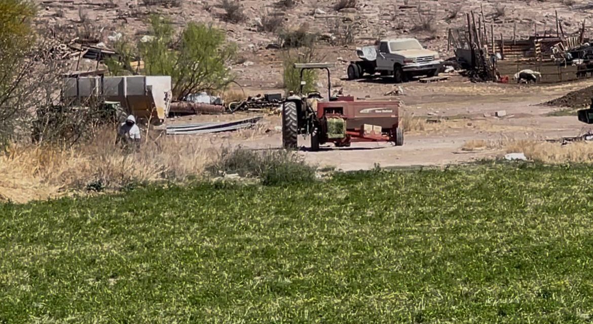 Coahuila se consolida como la entidad número uno en siembra de forraje