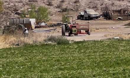 Coahuila se consolida como la entidad número uno en siembra de forraje