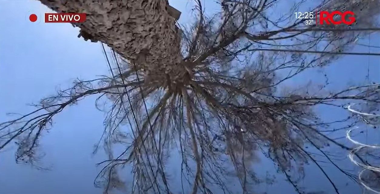 Piden vecinos que retiren el árbol en Rancho de Peña