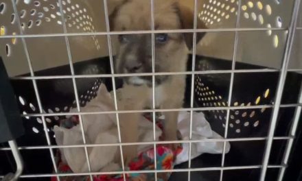 Crece  cultura de adopción de mascotas en Saltillo