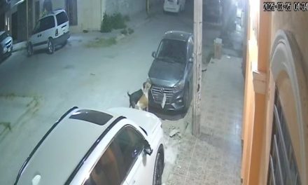 Perros ‘vándalos’ desvalijan auto en San Pedro de las Colonias… iban por un gato