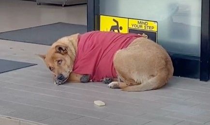 Perrito conmueve en Tailandia; lleva desde noviembre esperando a su dueña fallecida