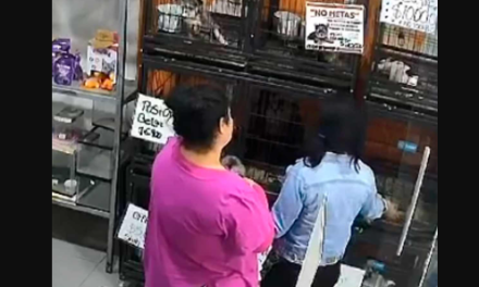 Mujeres roban cachorros en tienda de Jalisco; video causa indignación