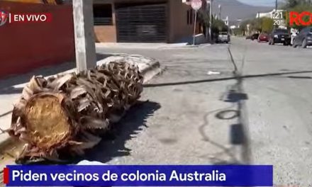 Reportan tronco que obstruye la vialidad en la colonia Australia