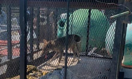 Alertan por presencia de fauna silvestre en Monclova