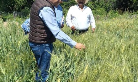 Apoyan a productores de trigo harinero en Nadadores
