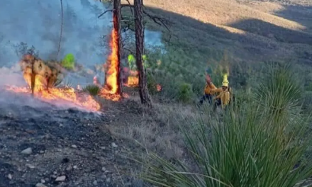 Continúa incendio forestal en Maderas del Carmen