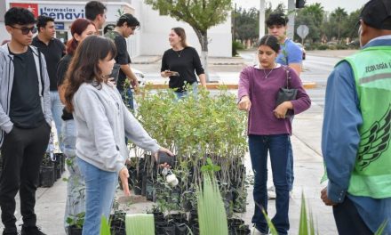 Refuerzan control en la tala de árboles de Piedras Negras