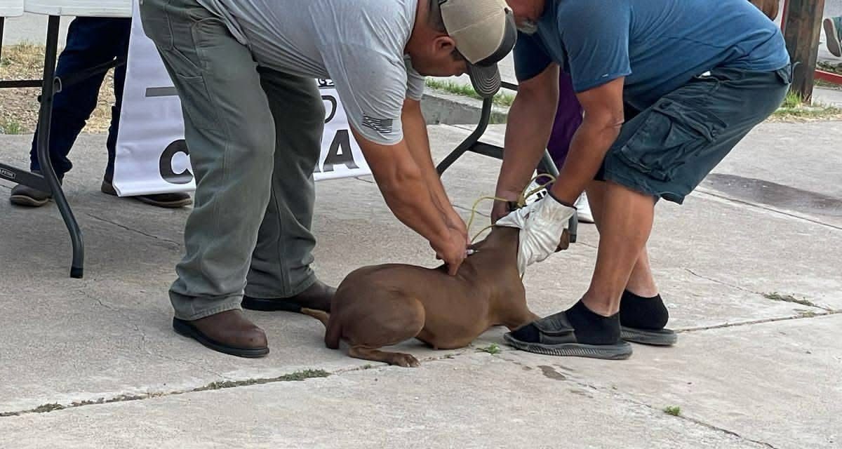 Crece problema de la infestación de garrapata en Acuña