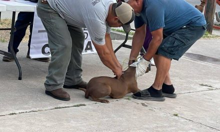 Crece problema de la infestación de garrapata en Acuña