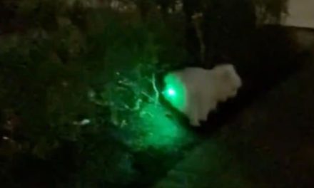 Se viraliza video de perrito ‘brillante’; se habría tragado juguete de luces led