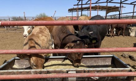 Llaman a ganaderos a aprovechar subsidio en el fierro de herrar