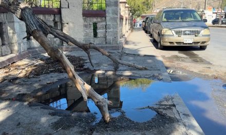 Impide tronco de árbol el paso a una zona hospitalaria en Saltillo