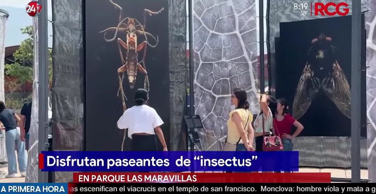 Más de 7 mil visitantes han disfrutado de exposición Insectus