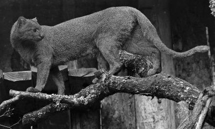 Profepa investigará asesinato de jaguarundi en Chiapas; lo confundieron con ‘nahual’