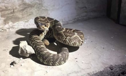 Aumentan reportes por animales venenosos en las viviendas