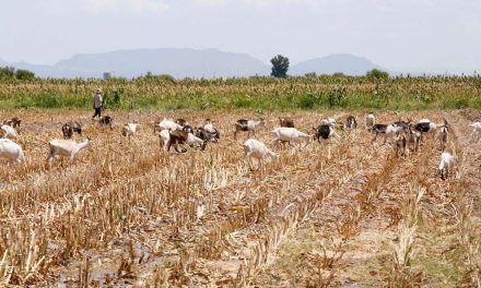 Lluvias dejan beneficios para el sector rural de la región