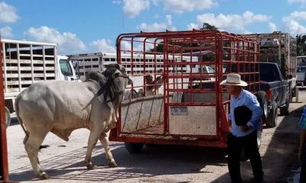 Inicia exportación de ganado por la frontera de Coahuila