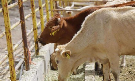 Acuerdan México y EE. UU. acciones para combatir al gusano barrenador