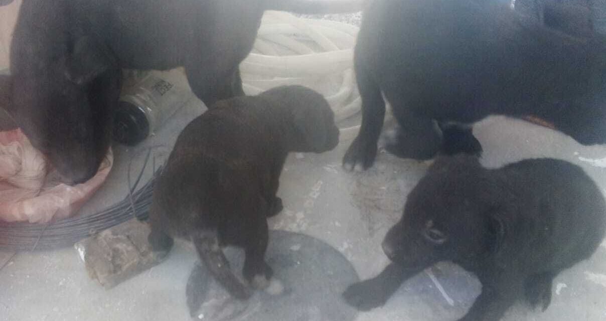 Atiende Salud Pública municipal a perritos rescatados en incendio