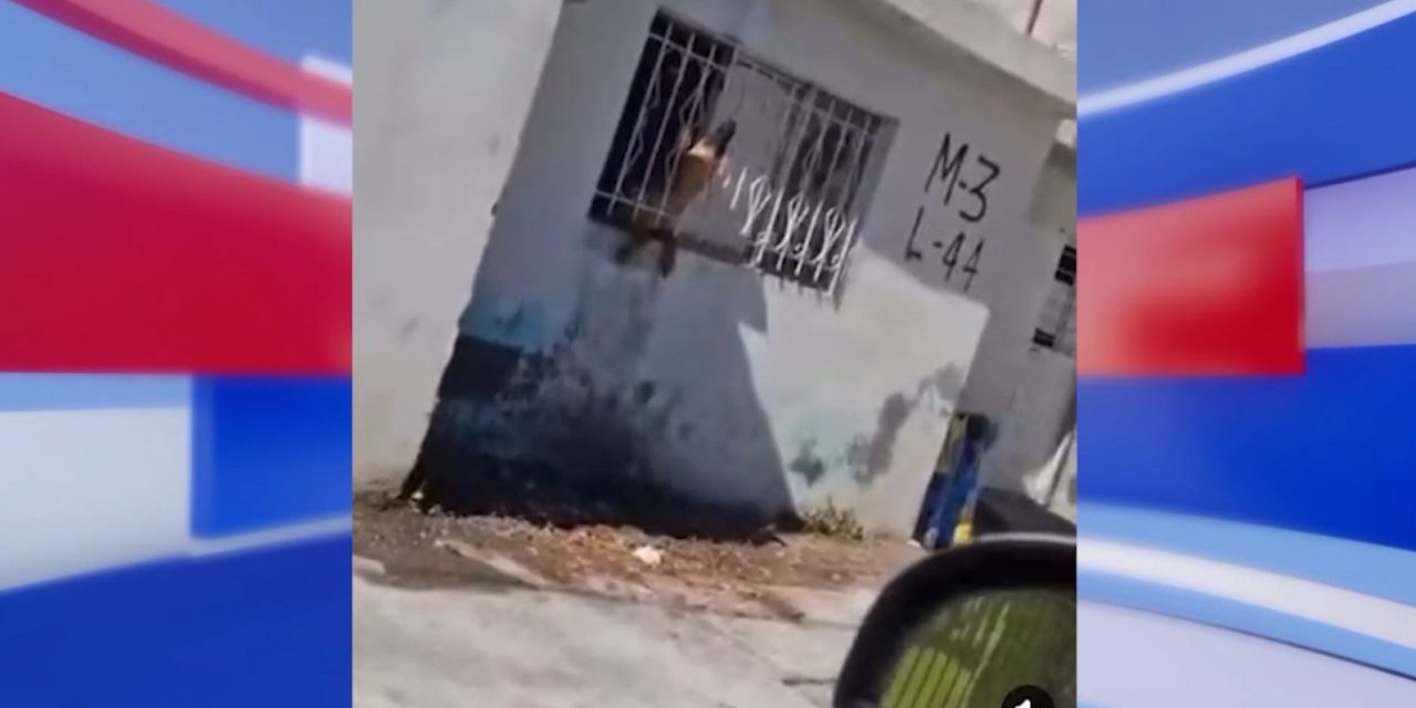 Saltillo:  Abandonan a perros en casa sola en La Madrid