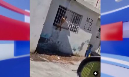 Saltillo:  Abandonan a perros en casa sola en La Madrid