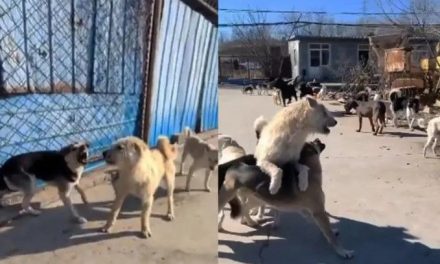 Video: El perro ‘macho alfa’ que sometió a una manda con un ladrido