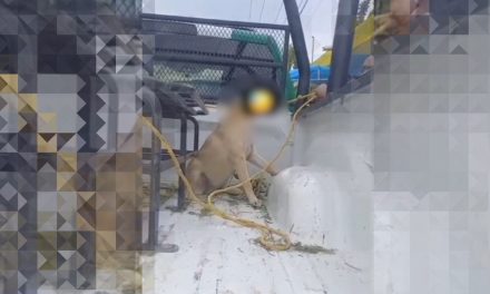 Exhiben a personal de ecología de Parras por Exhiben a personal de ecología de Parras por maltrato animal