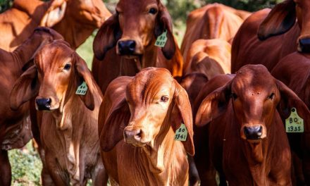 Suspende Estados Unidos la importación de ganado mexicano 15 fías por el gusano barrenador