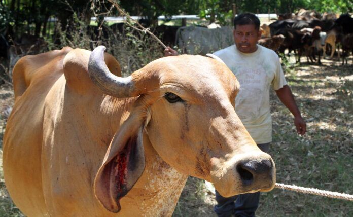 Confirman primer caso de gusano barrenador en Campeche; afecta a mujer de 86 años