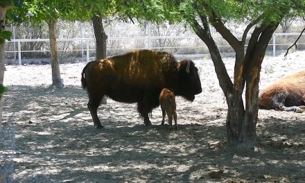 Nace búfalo en Monclova