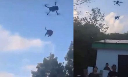 Amarran a lomito a un dron y lo elevan cinco metros en Quintana Roo