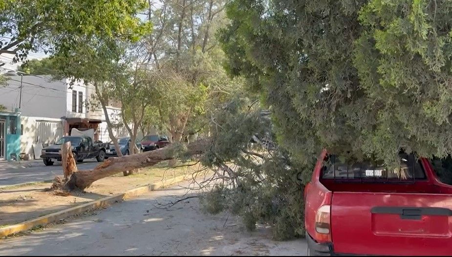 Árbol de gran tamaño cae sobre vehículo en Oceanía Bulevares