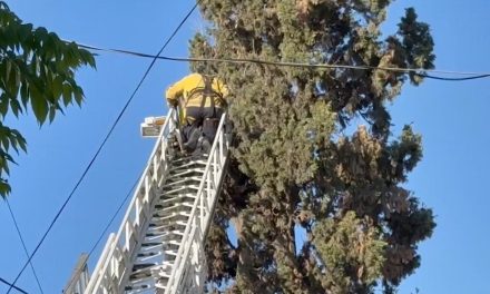Rescate de gatita en lo alto de un Pirul moviliza a Bomberos en la colonia Oceanía
