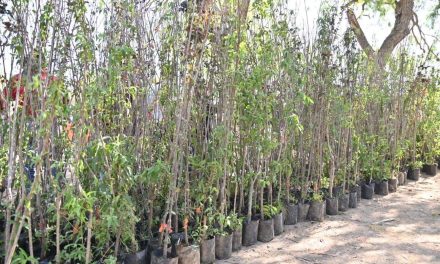 Invitan a canjear botellas PET por árboles frutales en Acuña