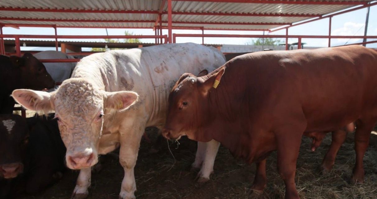 Productores pierden 900 mdp por cierre de frontera al ganado