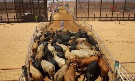 Reanudará Coahuila la exportación de ganado a EE. UU.
