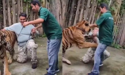 Turista es atacado por un tigre en parque temático de Tailandia