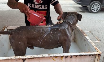 No hay brote de rickettsia, al menos en la región sureste de Coahuila