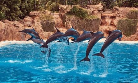 Prohíben espectáculos con mamíferos marinos en México