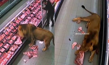 ¿Safari en el súper? León ‘hace despensa’ en un supermercado de Sudáfrica