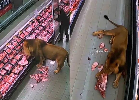 ¿Safari en el súper? León ‘hace despensa’ en un supermercado de Sudáfrica