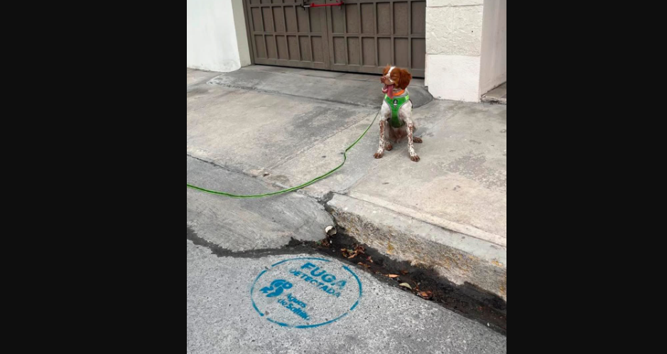 Reconocen a ‘Manchas’ como el primer perro cazafugas del país