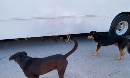 Vecinos de Puerta de Oriente temen ser mordidos por perros callejeros