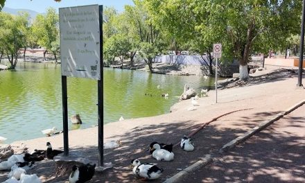 Siguen apareciendo patos muertos en el lago de la Ciudad Deportiva