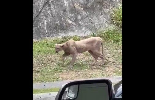 Sorprende Puma merodeando en calles de Monterrey; cazó a un gatito (video)